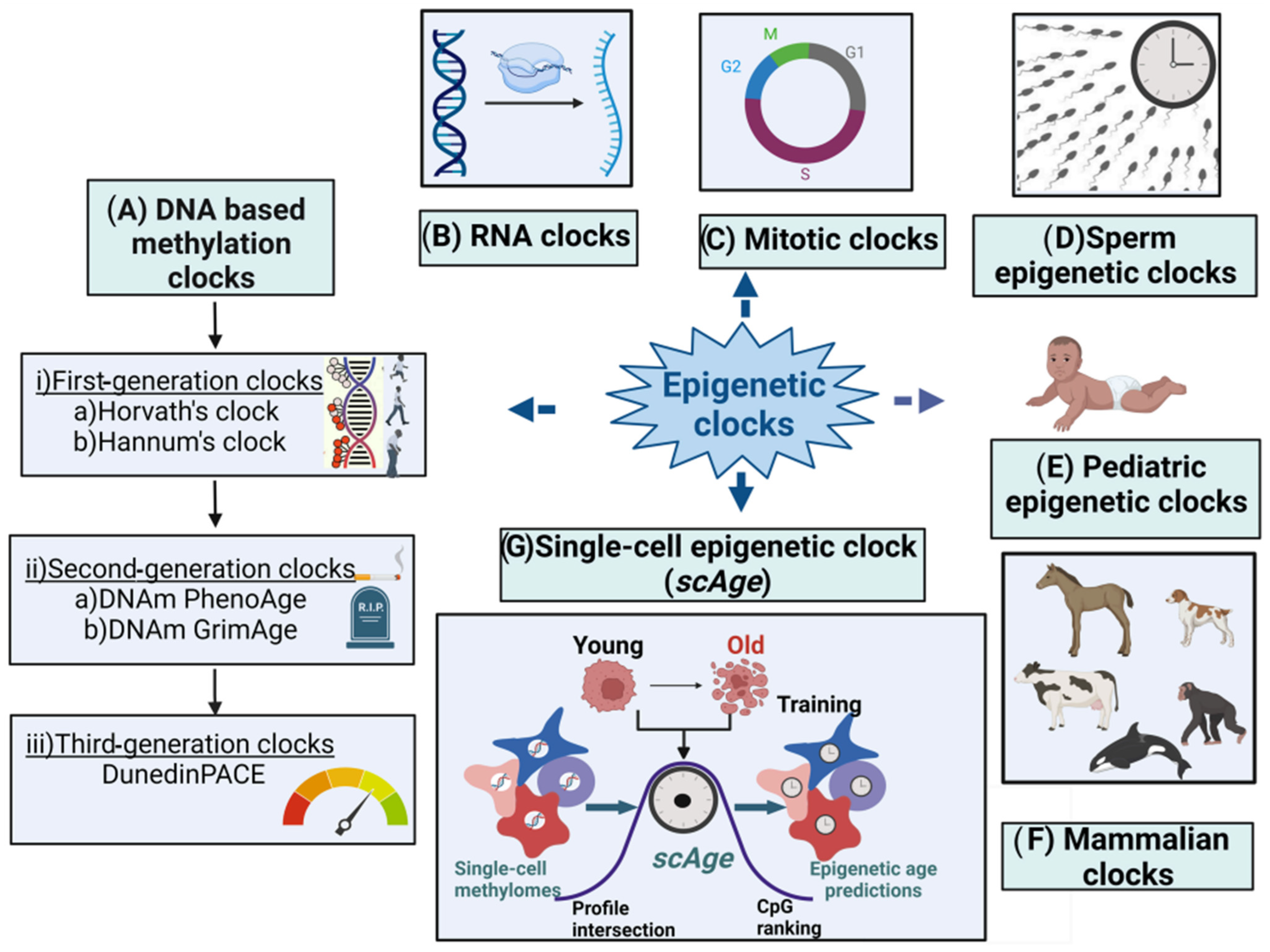 Genes 15 00016 g001