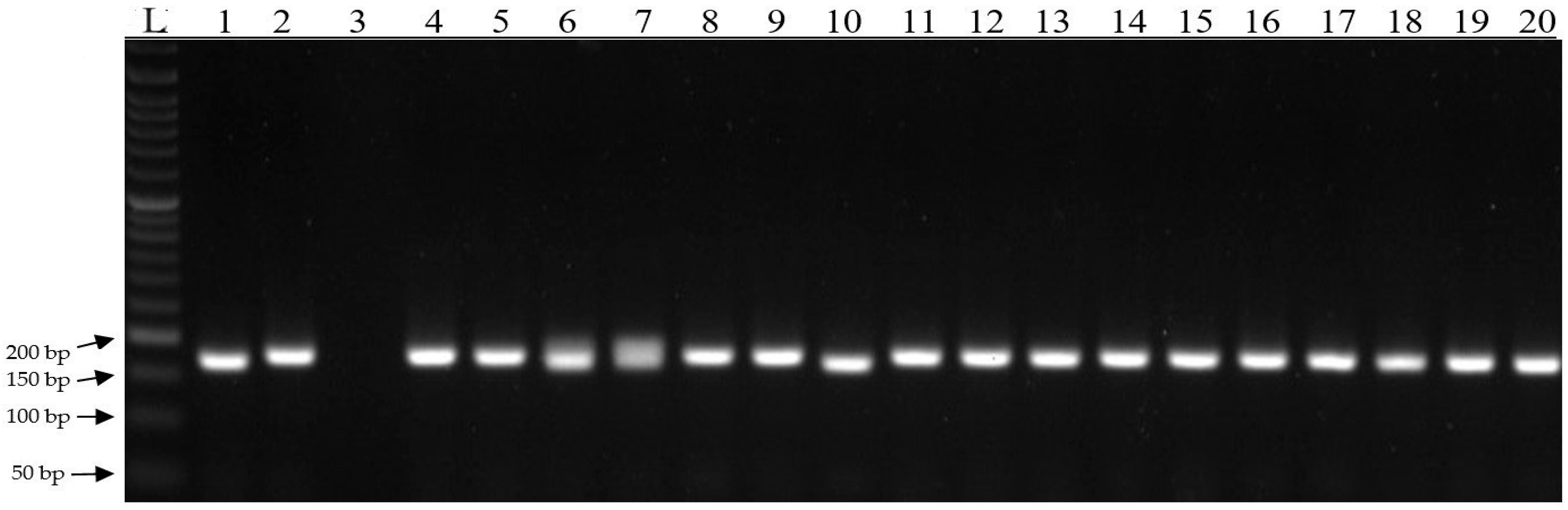 Genes 15 00056 g008