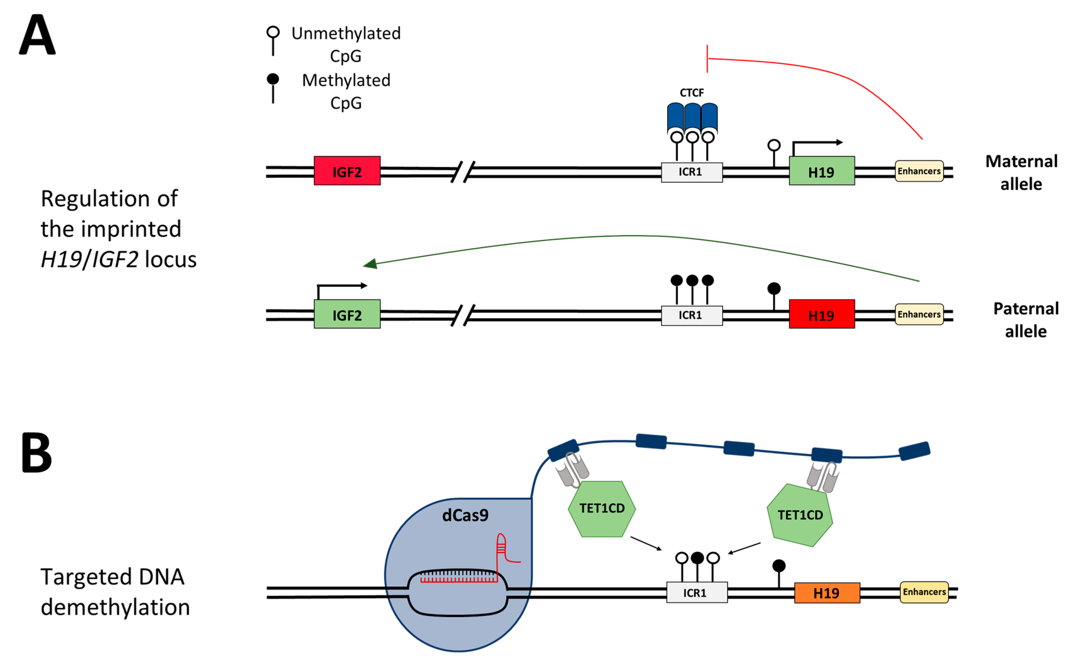 Genes 15 00080 g001