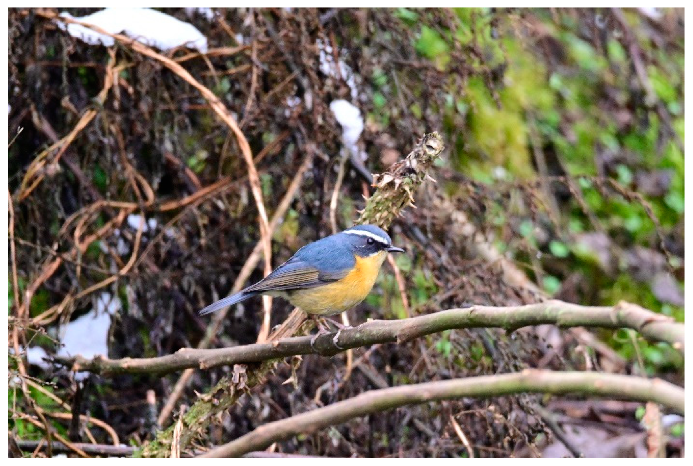 Genes 15 00090 g001 Genes 15 00090 g001