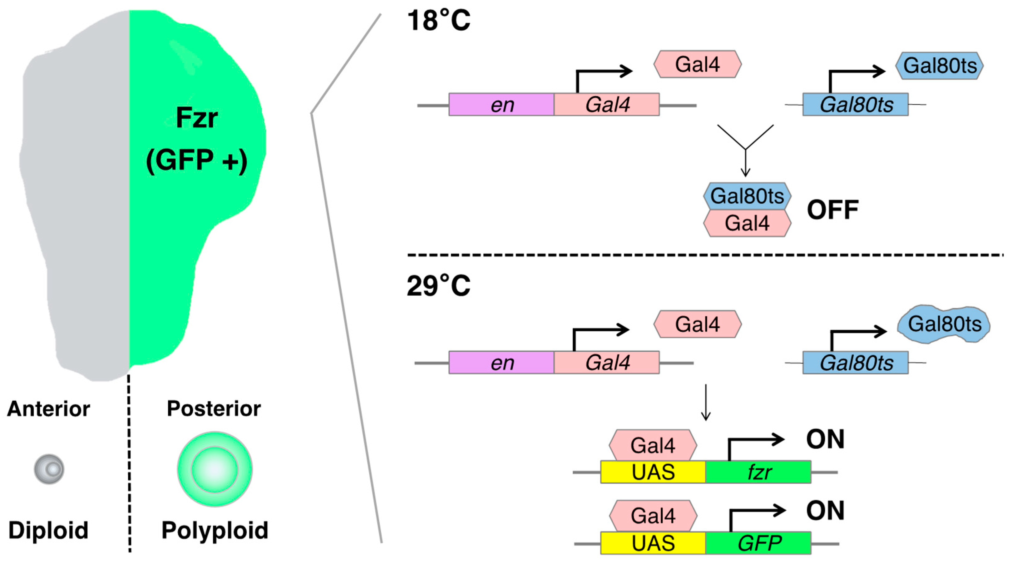 Genes 15 00096 g003