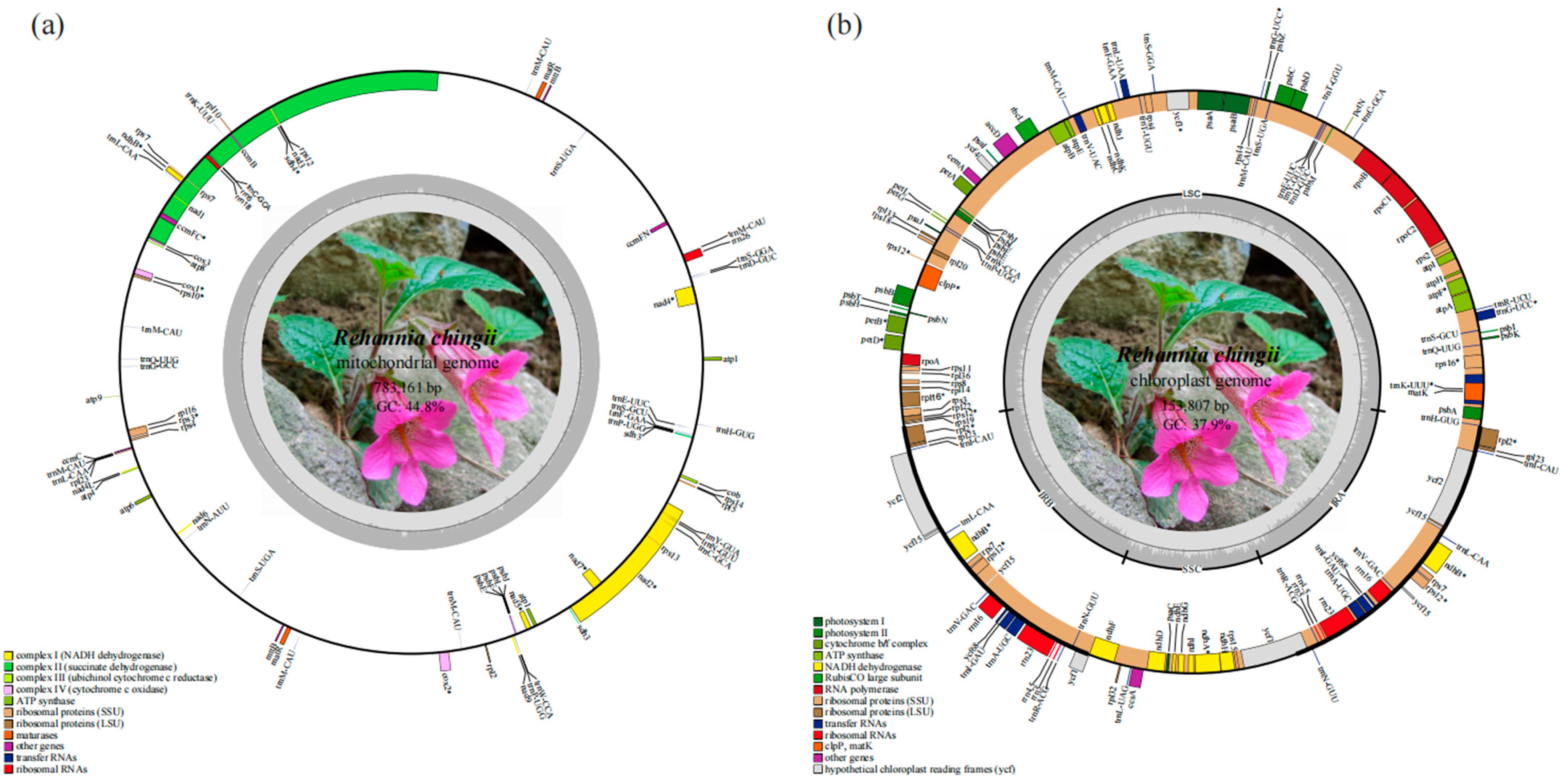 Genes 15 00098 g002 Genes 15 00098 g002