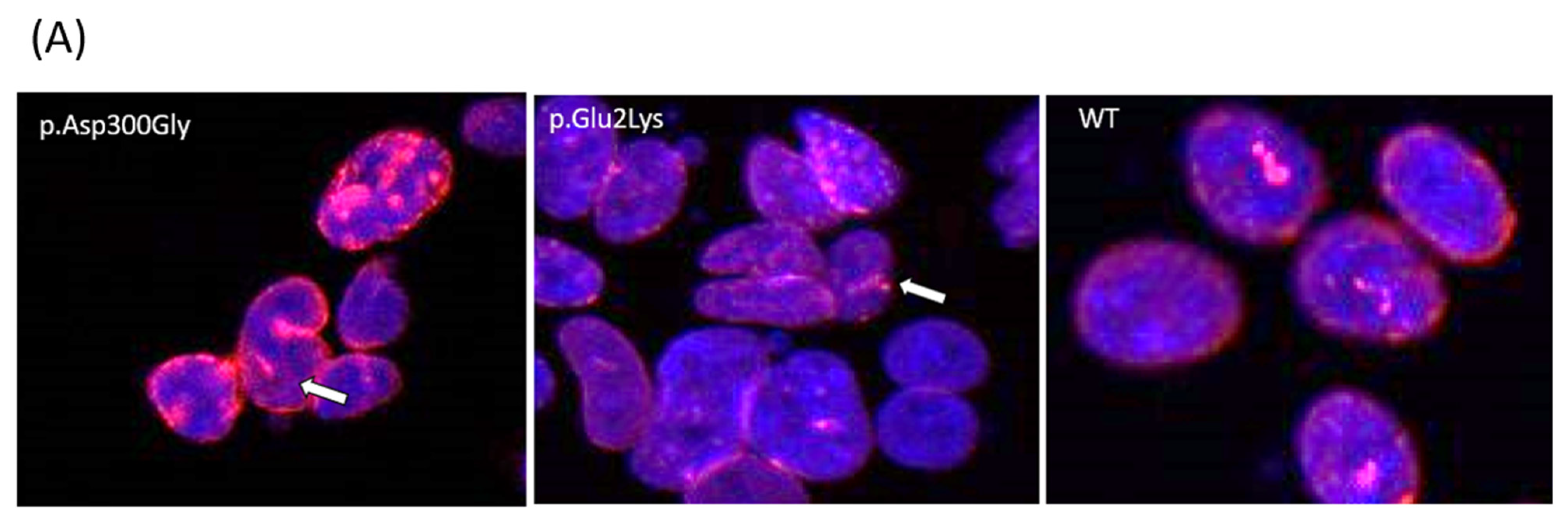 Genes 15 00112 g002a