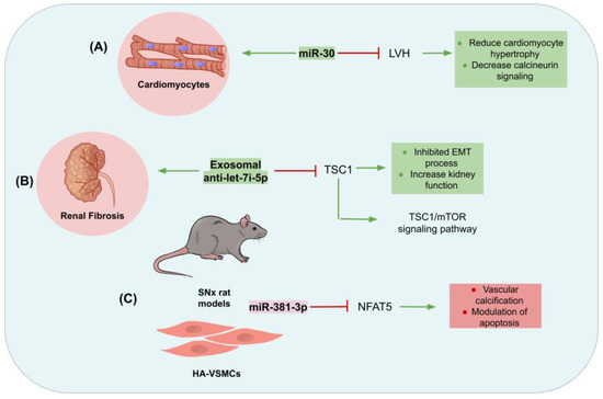 Exploring the Therapeutic Significance of microRNAs and lncRNAs in