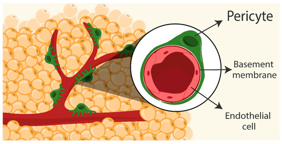 Pericytes as the Orchestrators of Vasculature and Adipogenesis