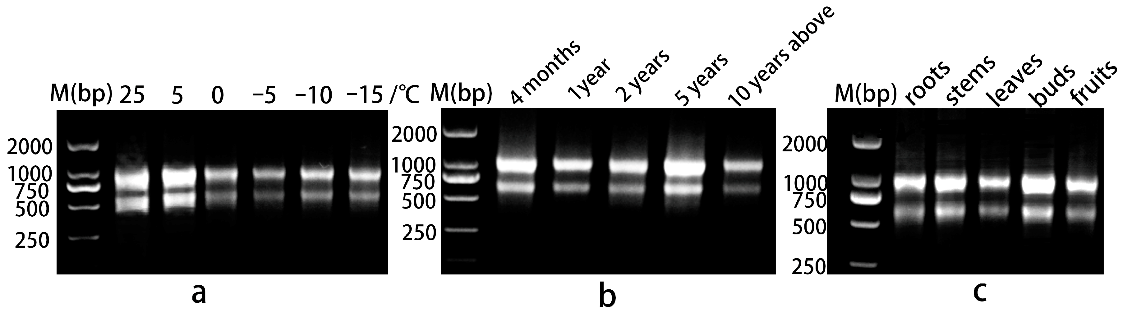 Genes 15 00131 g001