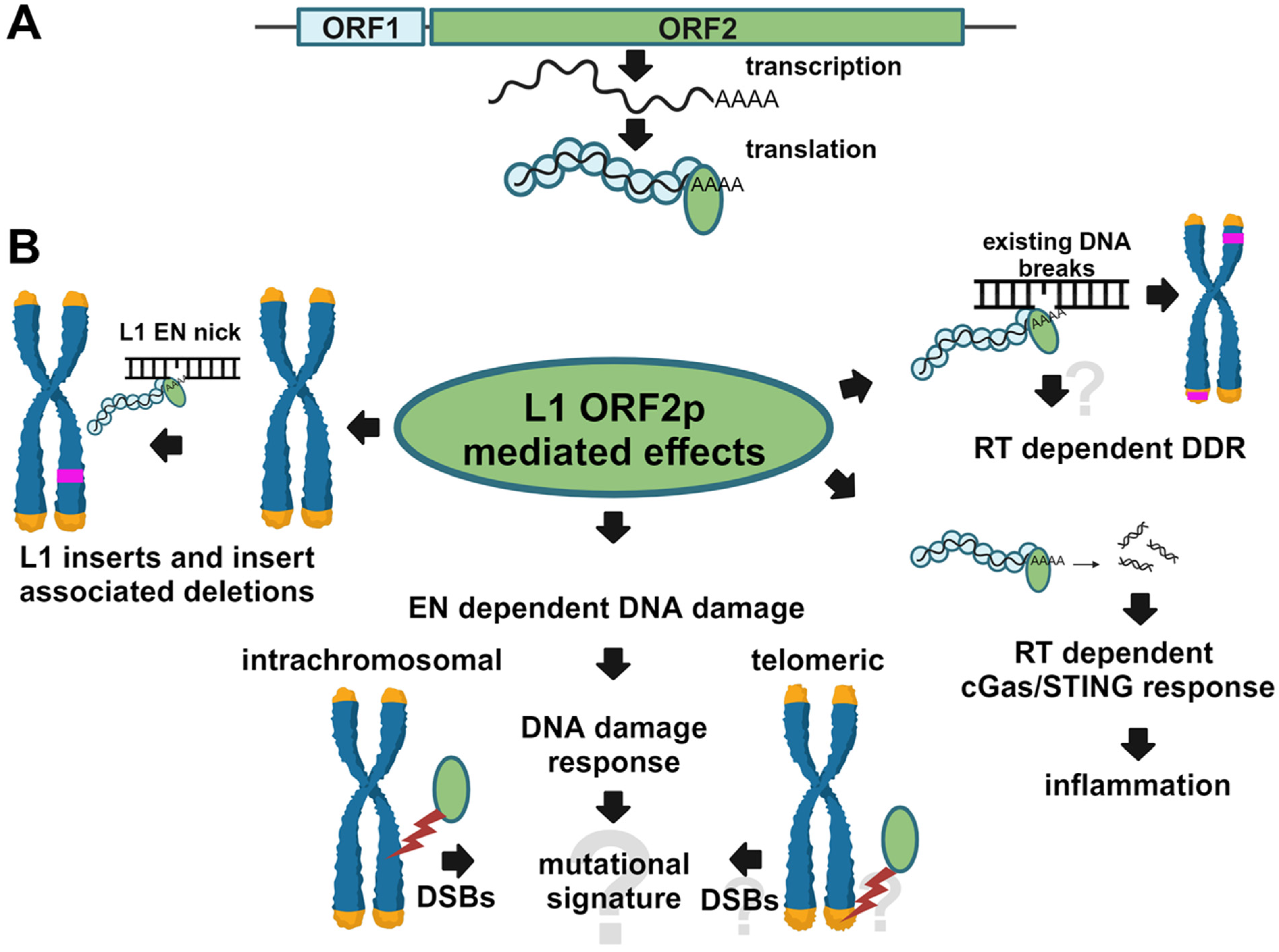 Genes 15 00143 g001 Genes 15 00143 g001