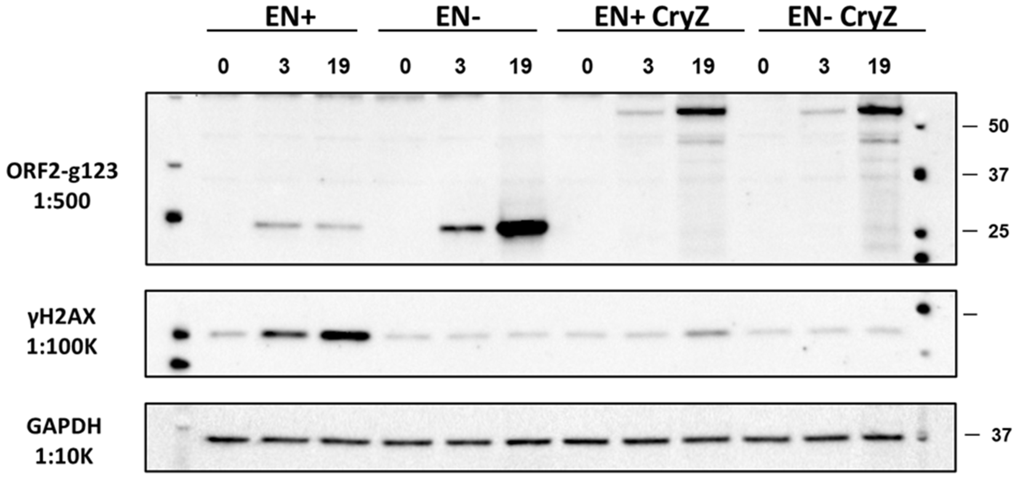 Genes 15 00143 g005 Genes 15 00143 g005