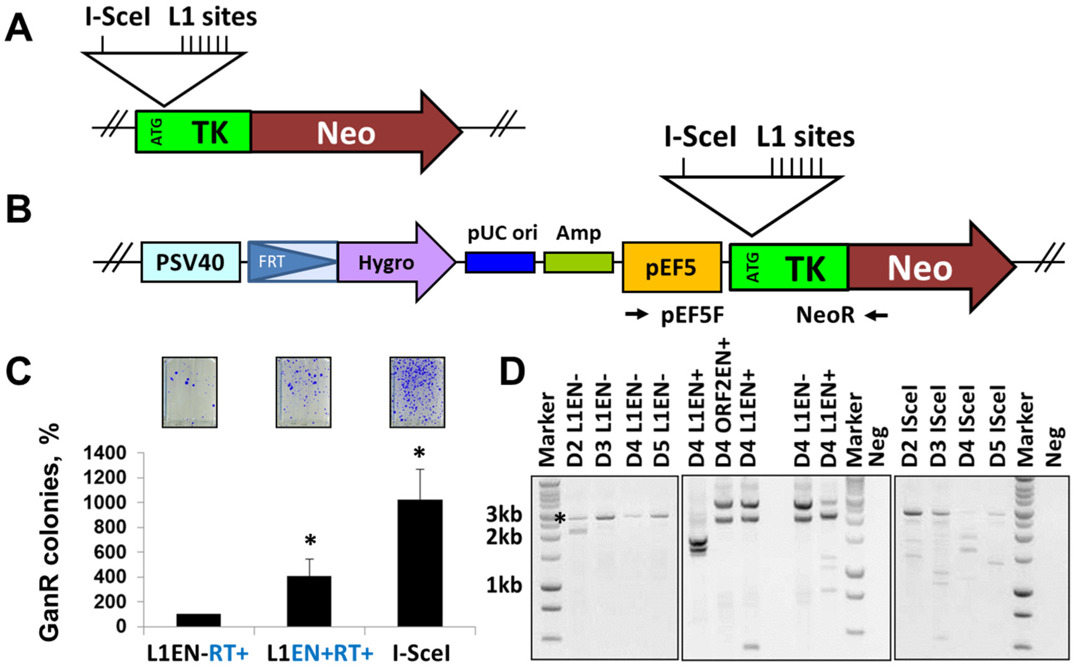 Genes 15 00143 g006 Genes 15 00143 g006