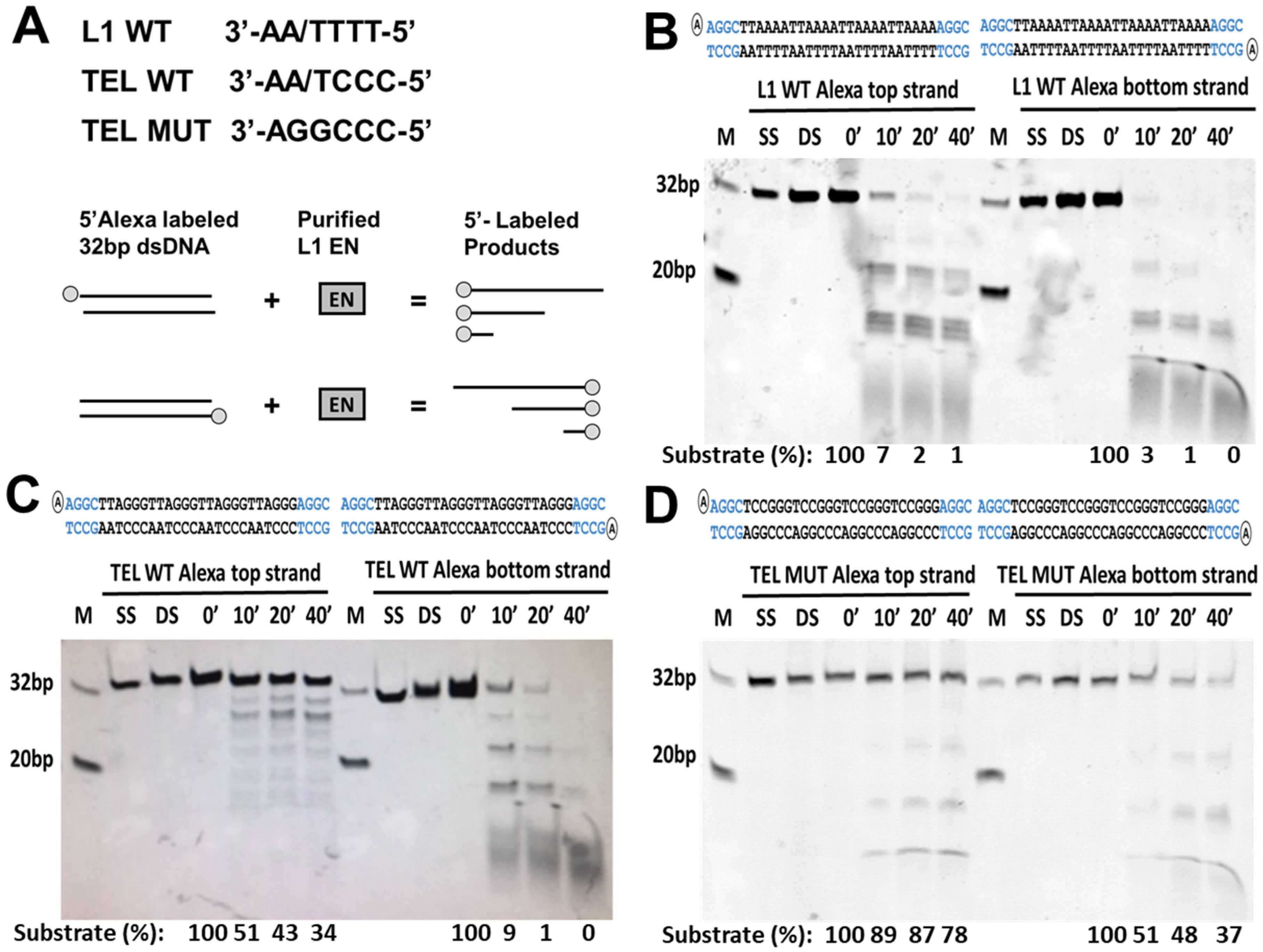Genes 15 00143 g008 Genes 15 00143 g008