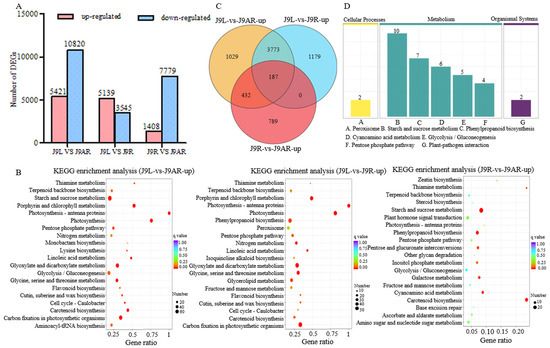 Transcriptome Analysis Provides Insights into Catalpol