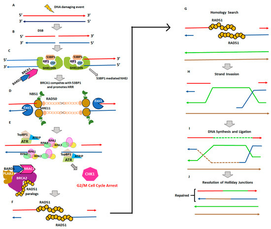 Genomic Features of Homologous Recombination Deficiency in Breast ...