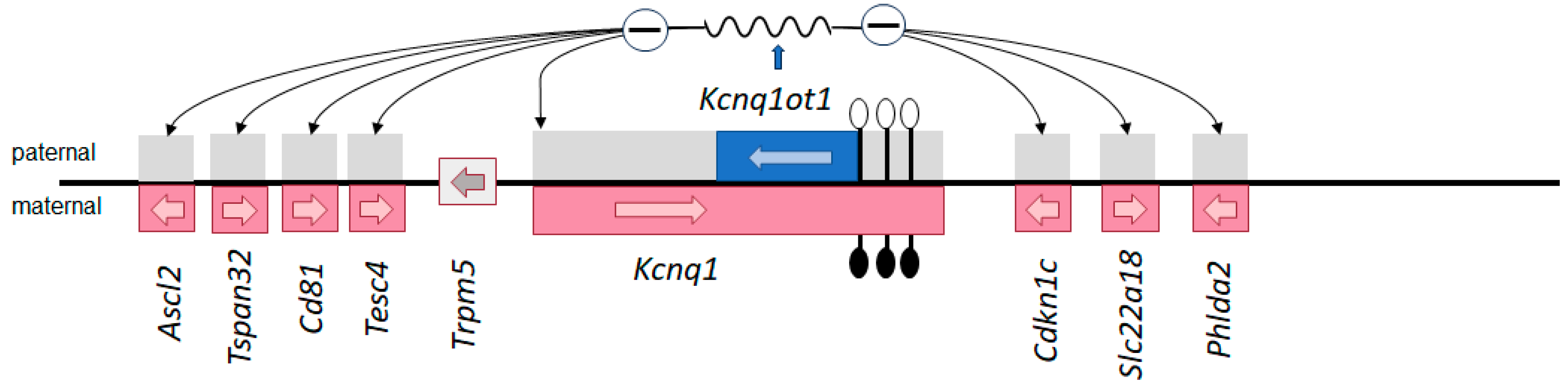 Genes 15 00163 g001
