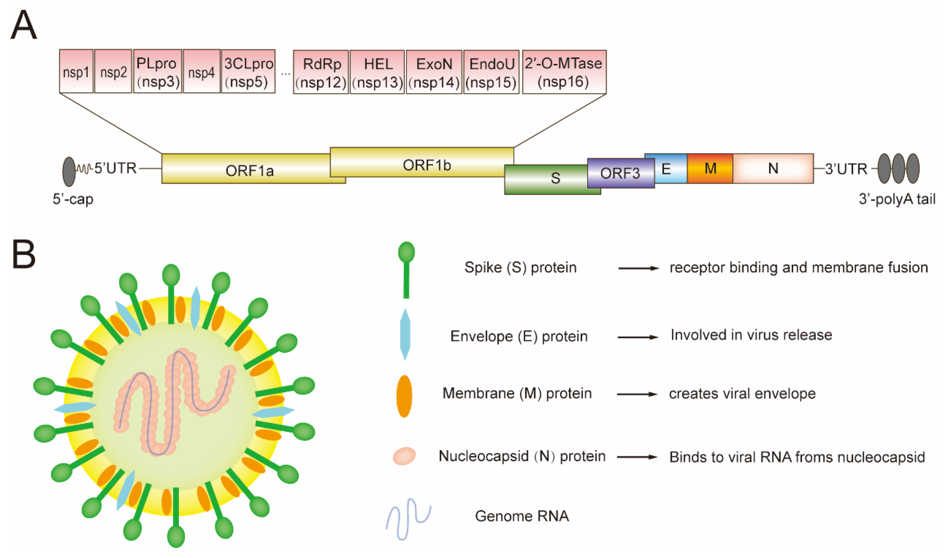 Genes 15 00165 g001