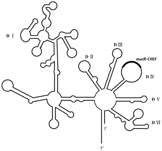 入園入学祝い II Group of Progress Research Intron in Factors Splicing その他