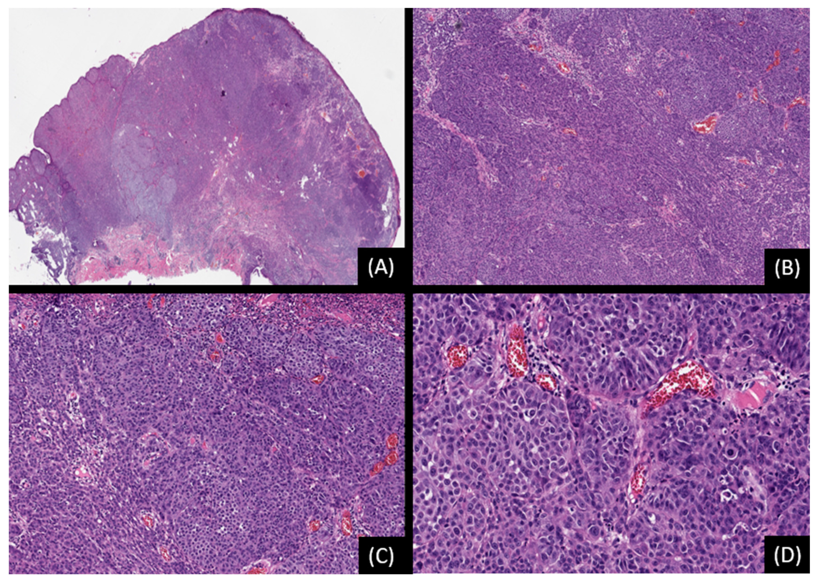 Genes 15 00195 g005 Genes 15 00195 g005