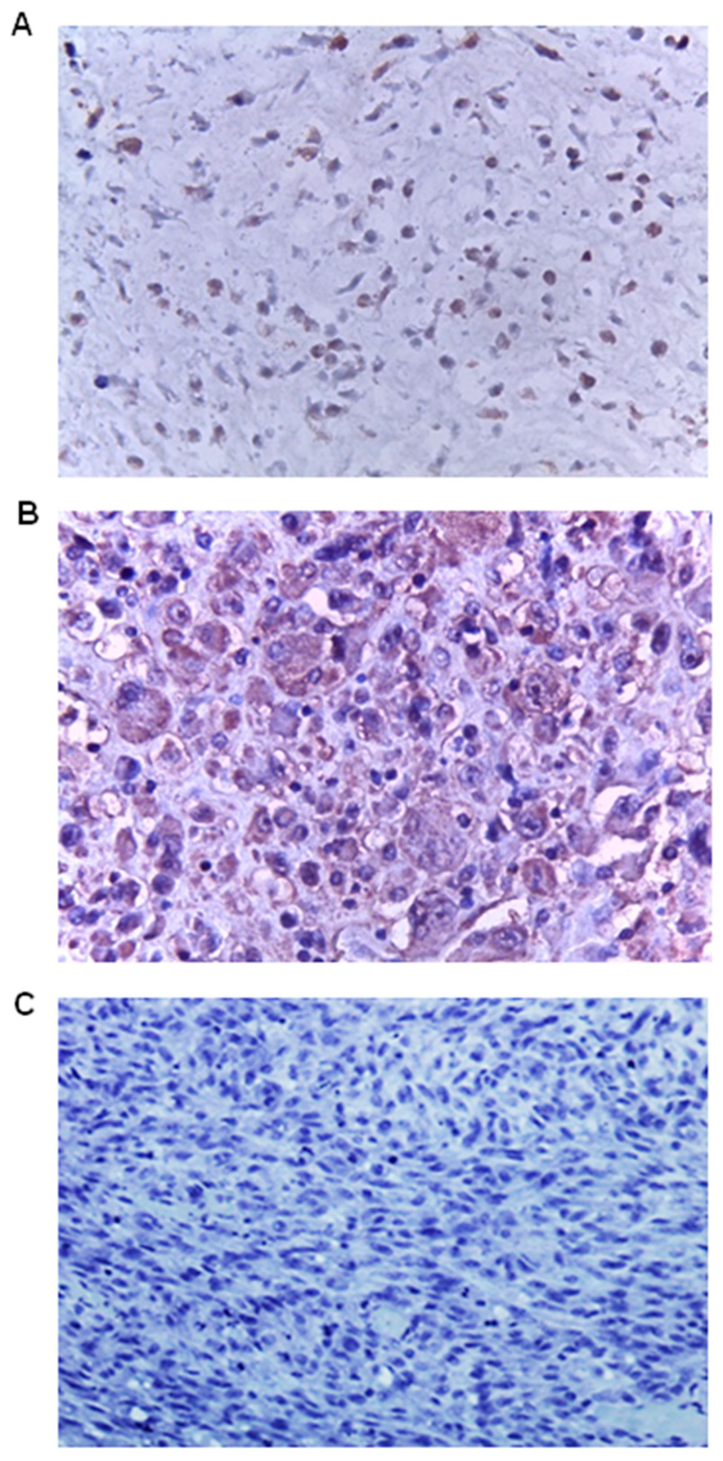 Genes 15 00242 g004 Genes 15 00242 g004