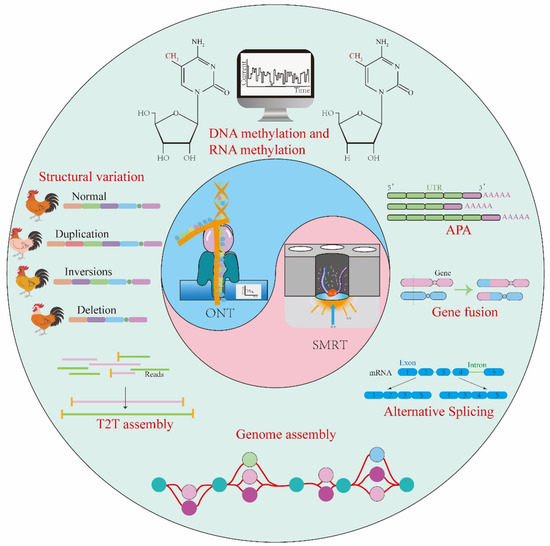 When Livestock Genomes Meet Third-Generation Sequencing