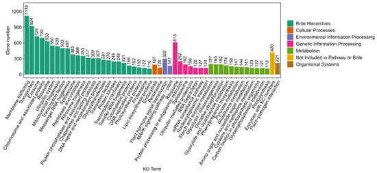 Transcriptomic Insights and Cytochrome P450 Gene Analysis in