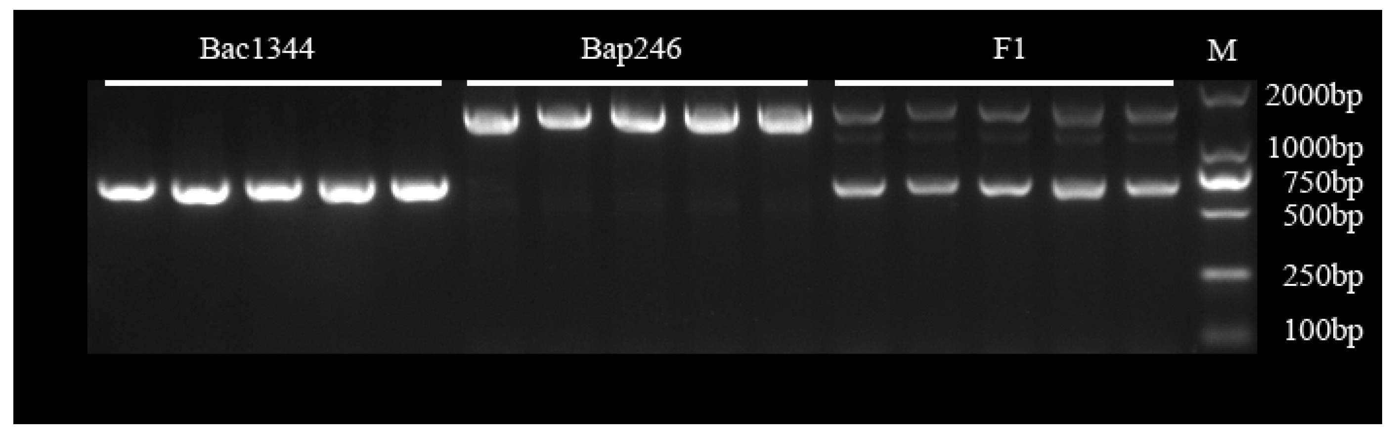 Genes 15 00274 g005