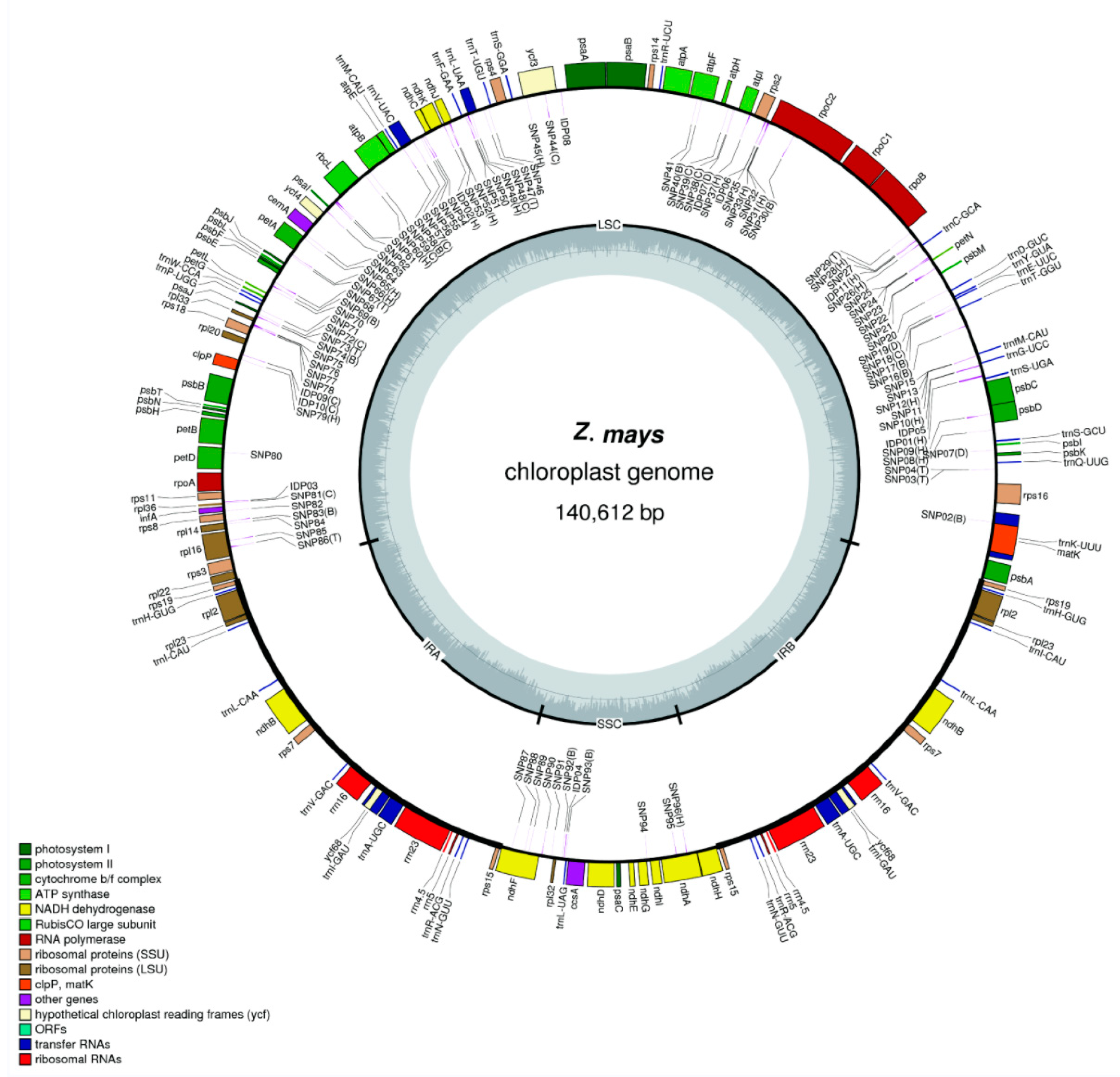 Genes 15 00293 g001