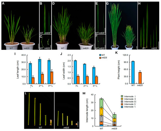 清水 UCHIMIZU | ラインアップ | HYOD PRODUCTSオフィシャルサイト