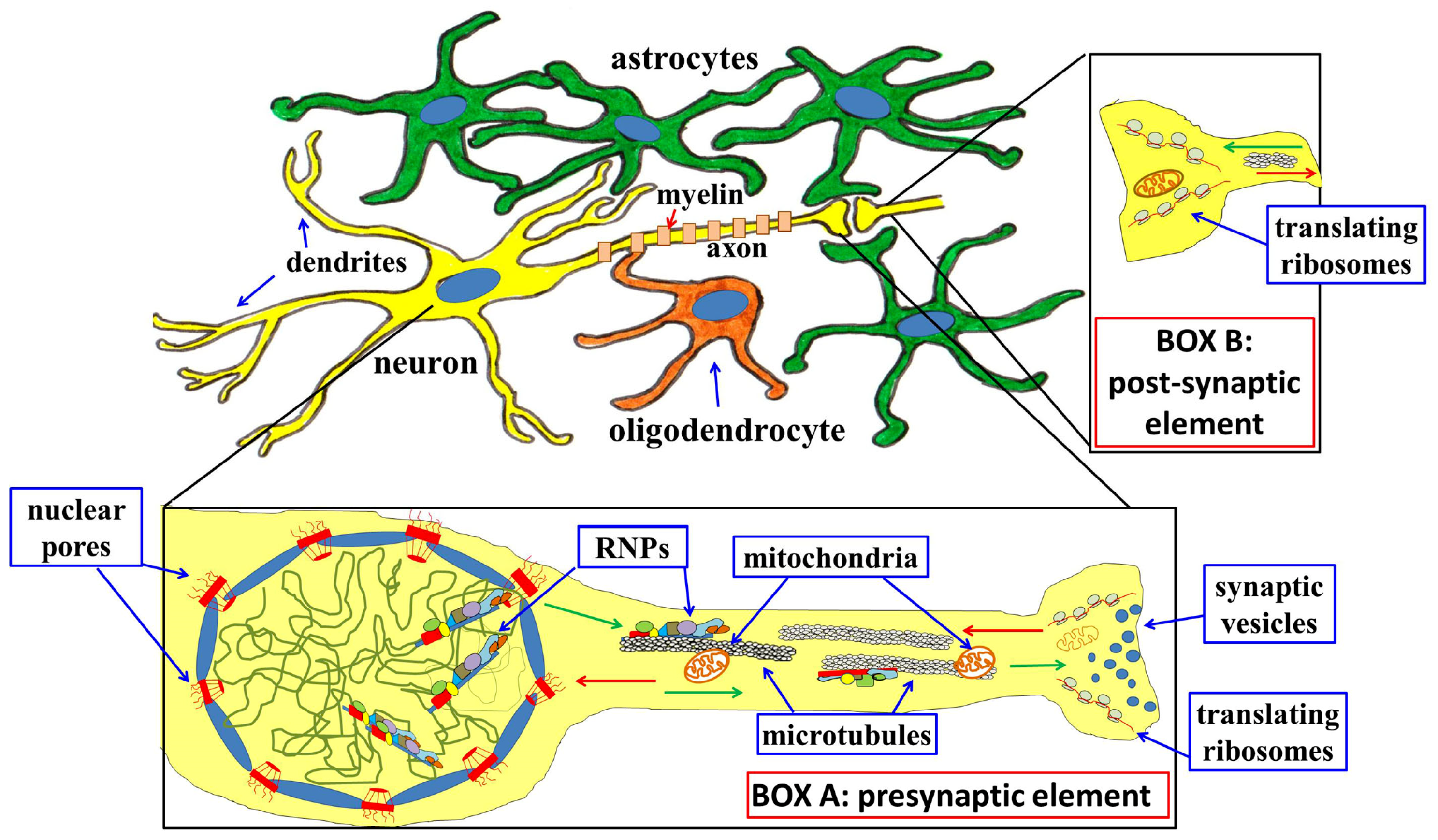 Genes 15 00337 g002 Genes 15 00337 g002