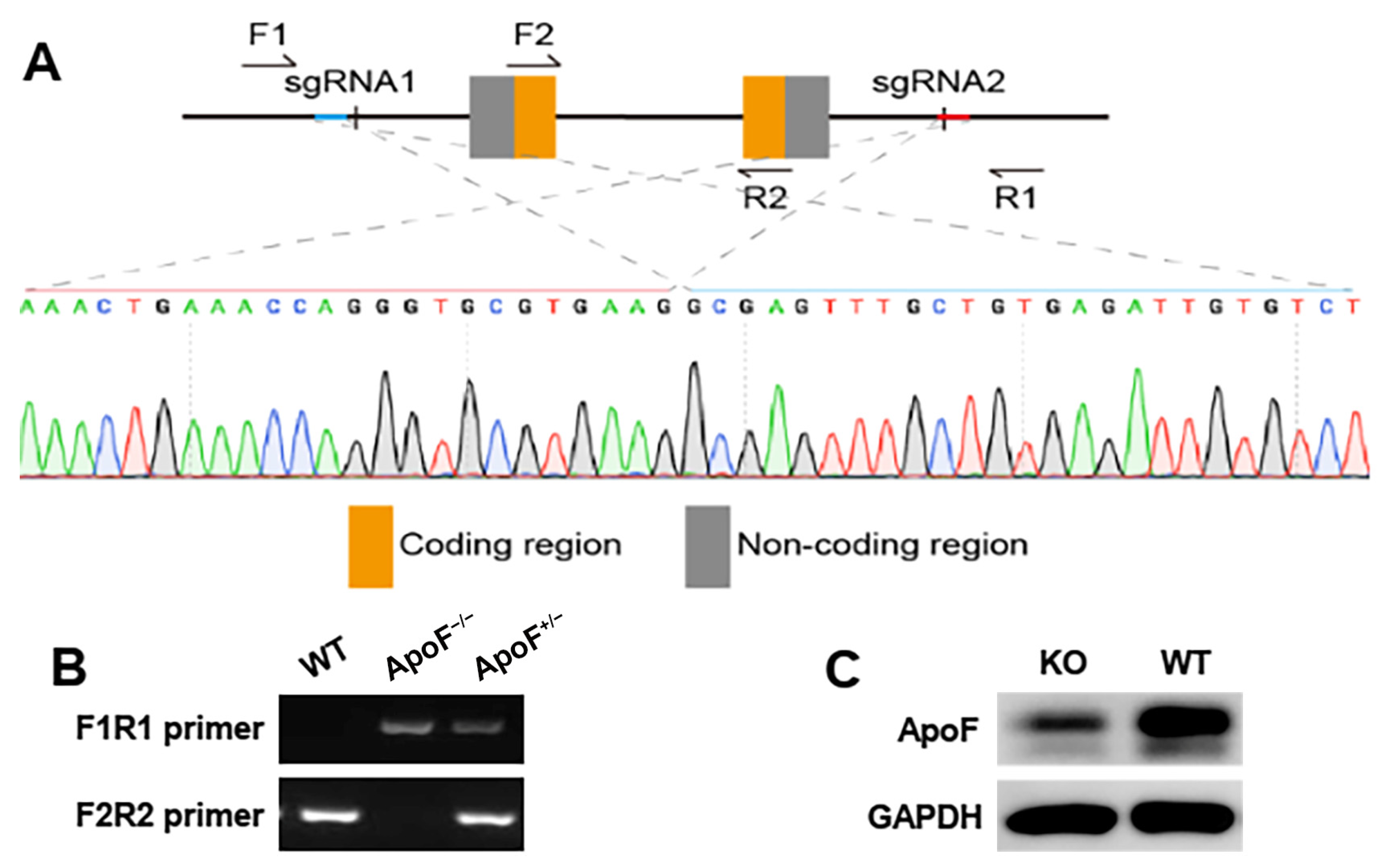 Genes 15 00347 g001 Genes 15 00347 g001