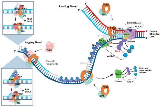 Starting DNA Synthesis: Initiation Processes during the