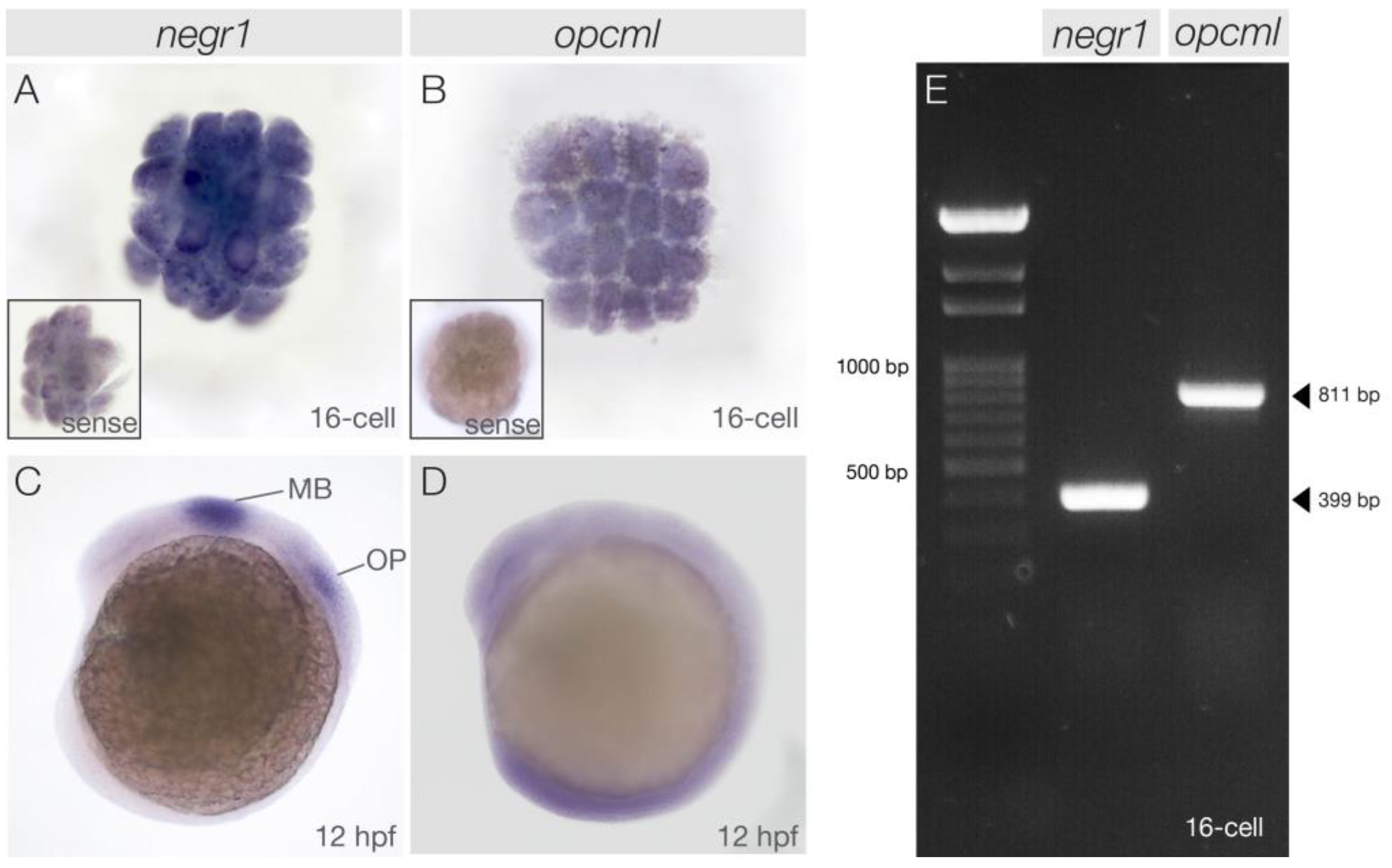 Genes 15 00363 g001 Genes 15 00363 g001
