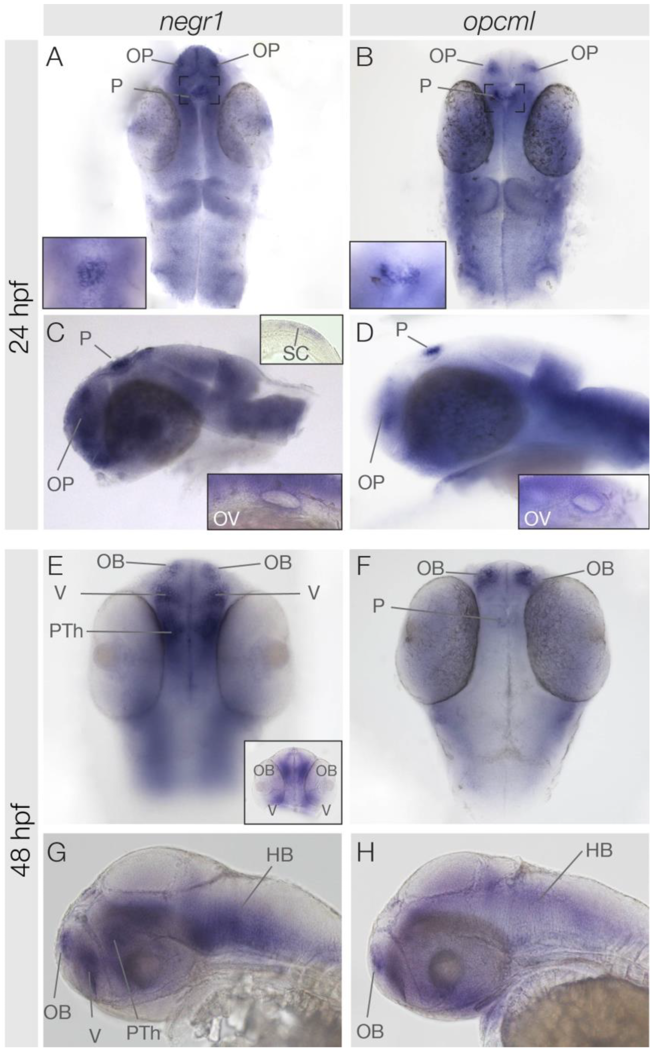 Genes 15 00363 g002 Genes 15 00363 g002