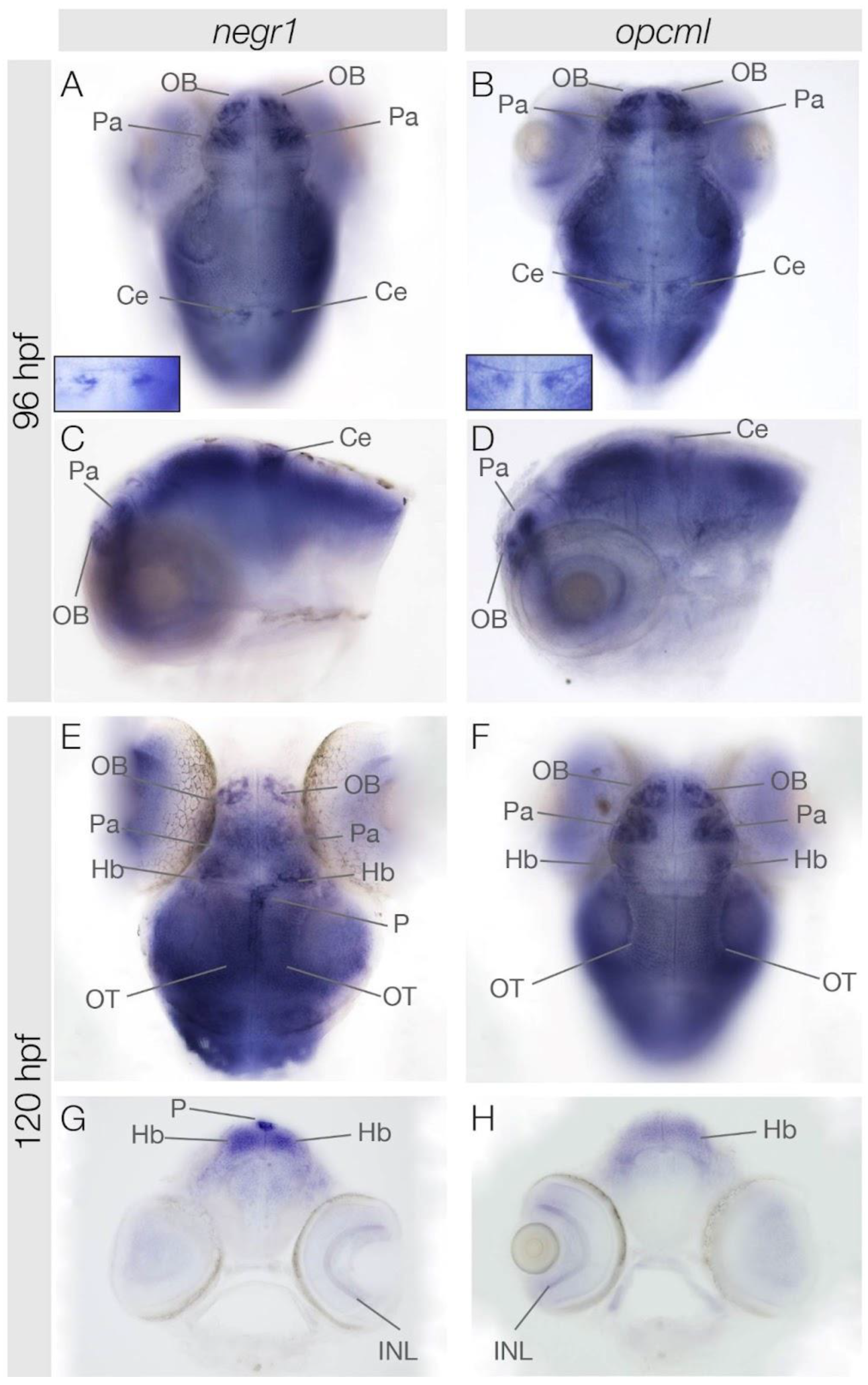 Genes 15 00363 g003 Genes 15 00363 g003