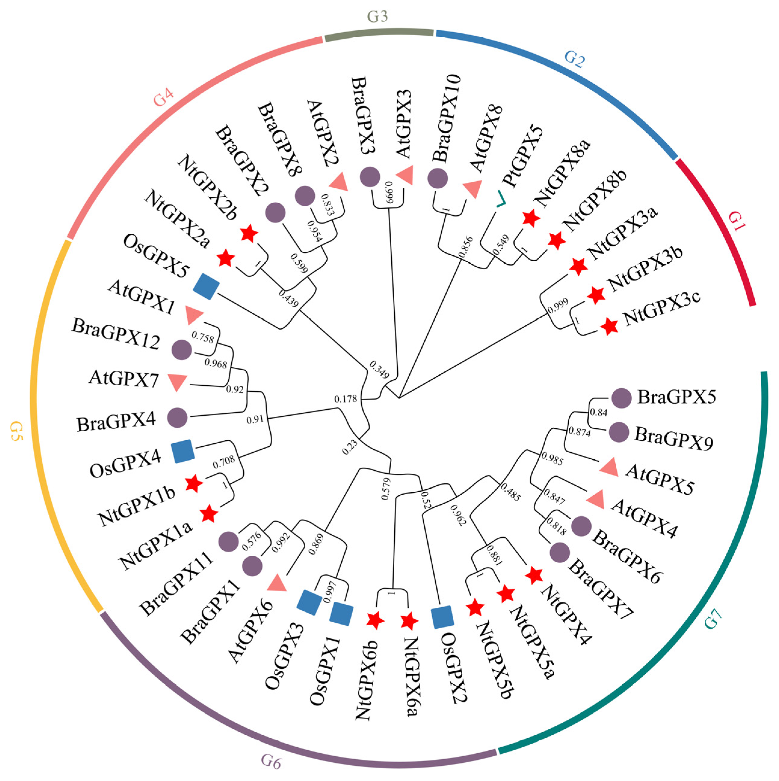 Genes 15 00366 g001