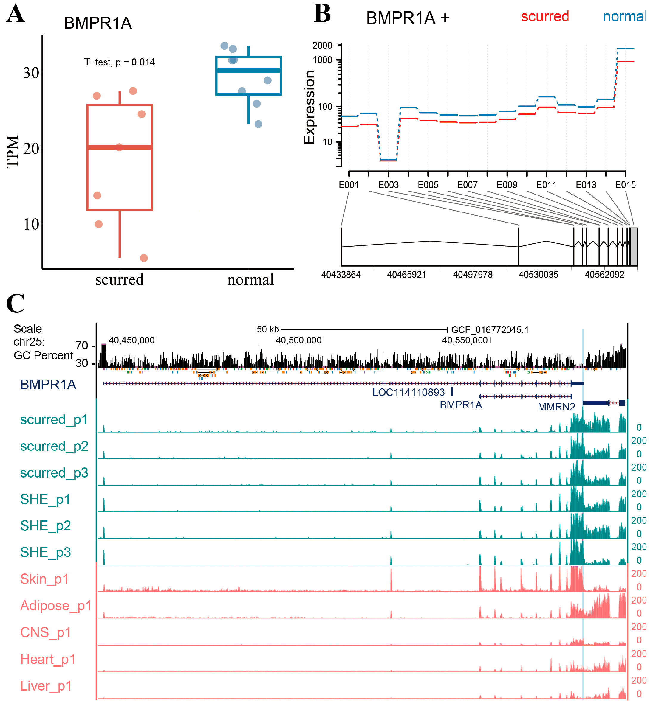 Genes 15 00376 g001