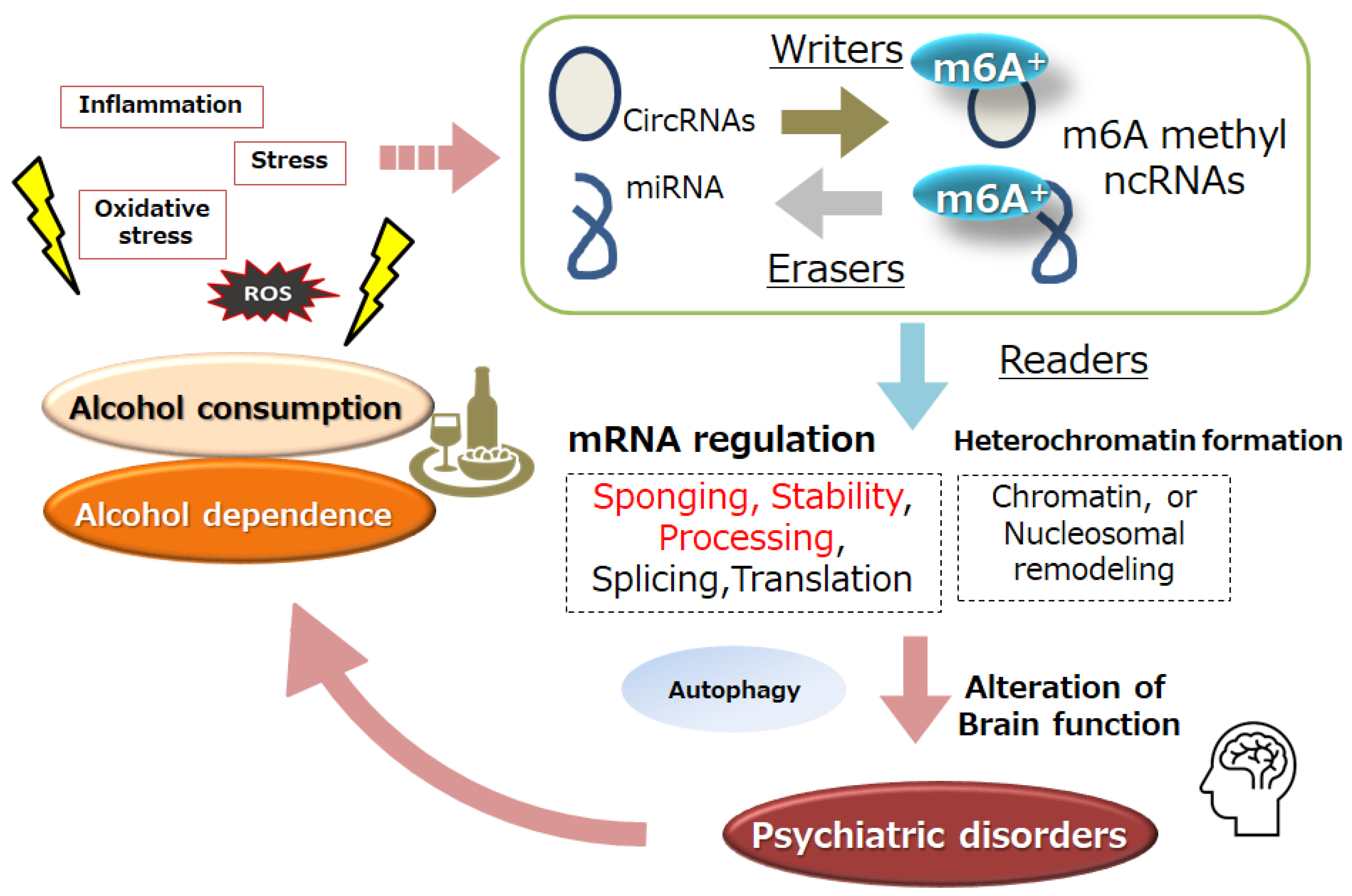 Genes 15 00431 g001 Genes 15 00431 g001