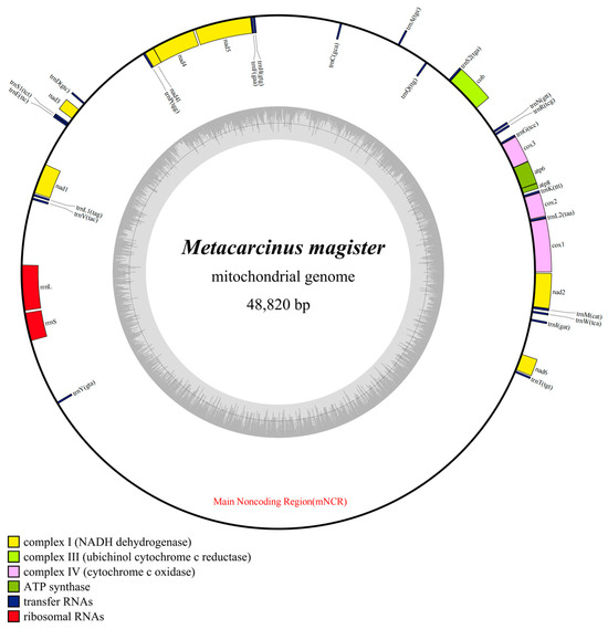 Analysis of the Overlength Main Noncoding Region in