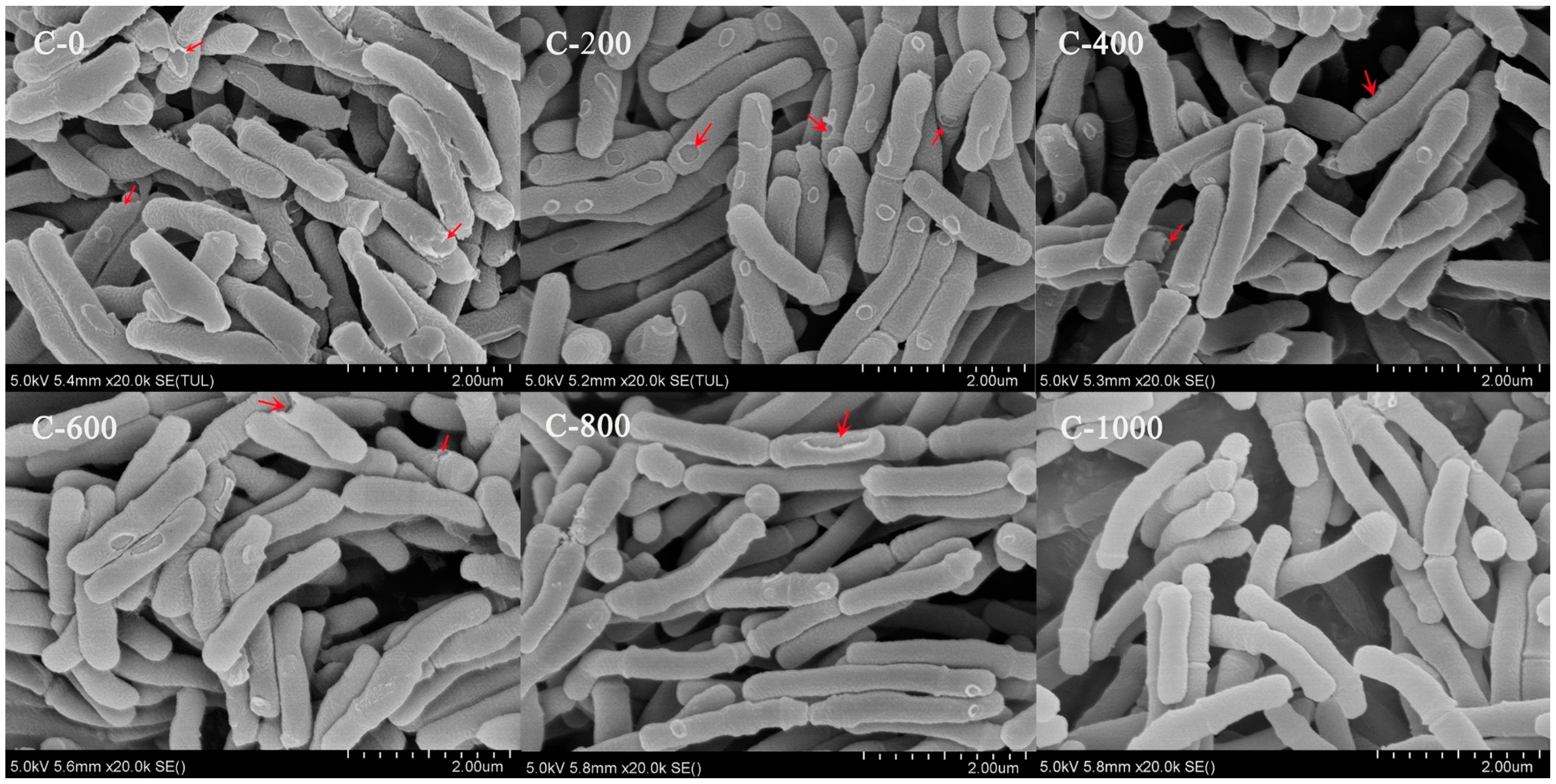 Genes 15 00466 g006 Genes 15 00466 g006