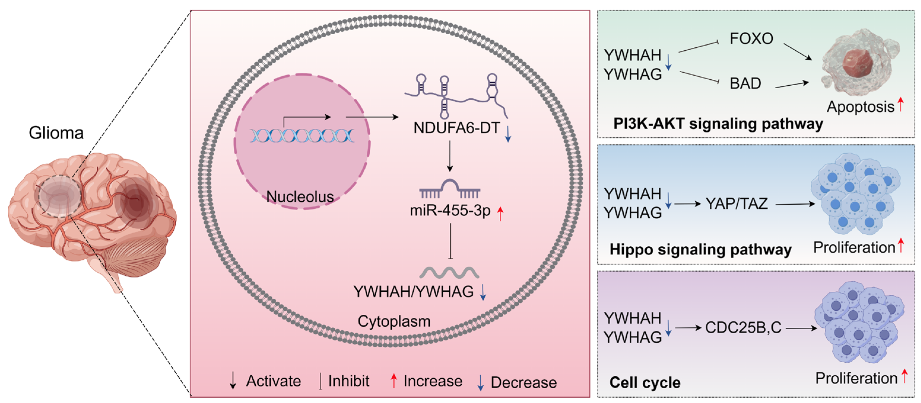 Genes 15 00483 g010