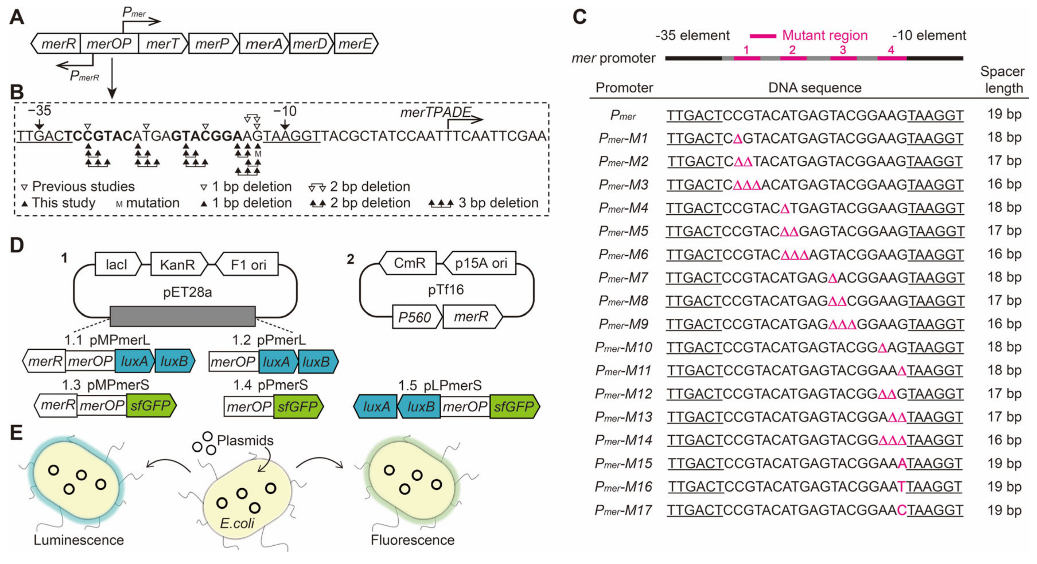Genes 15 00490 g001