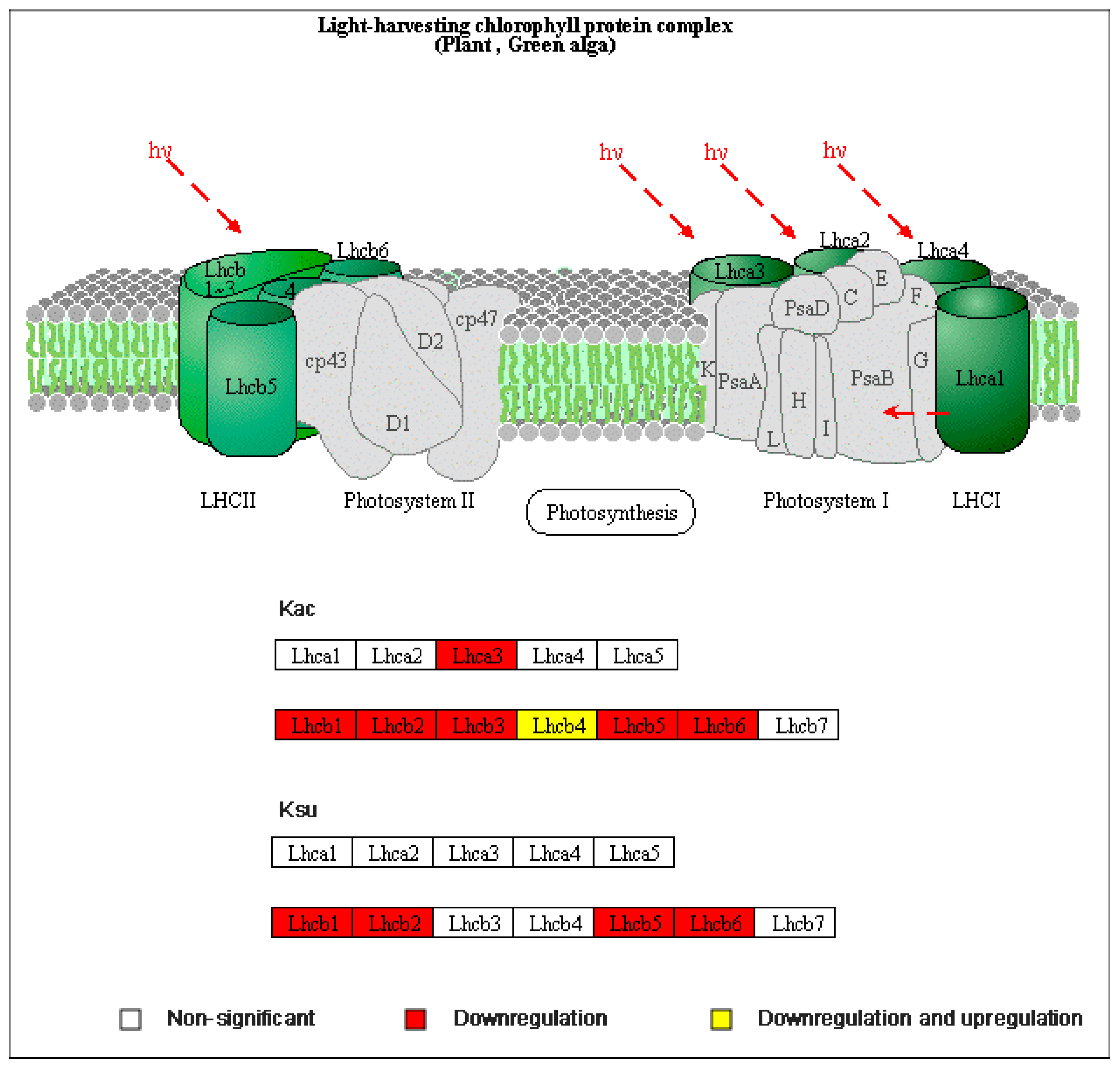 Genes 15 00499 g007