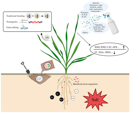 が大特価！ Insights into Salinity Tolerance in Wheat 洋楽