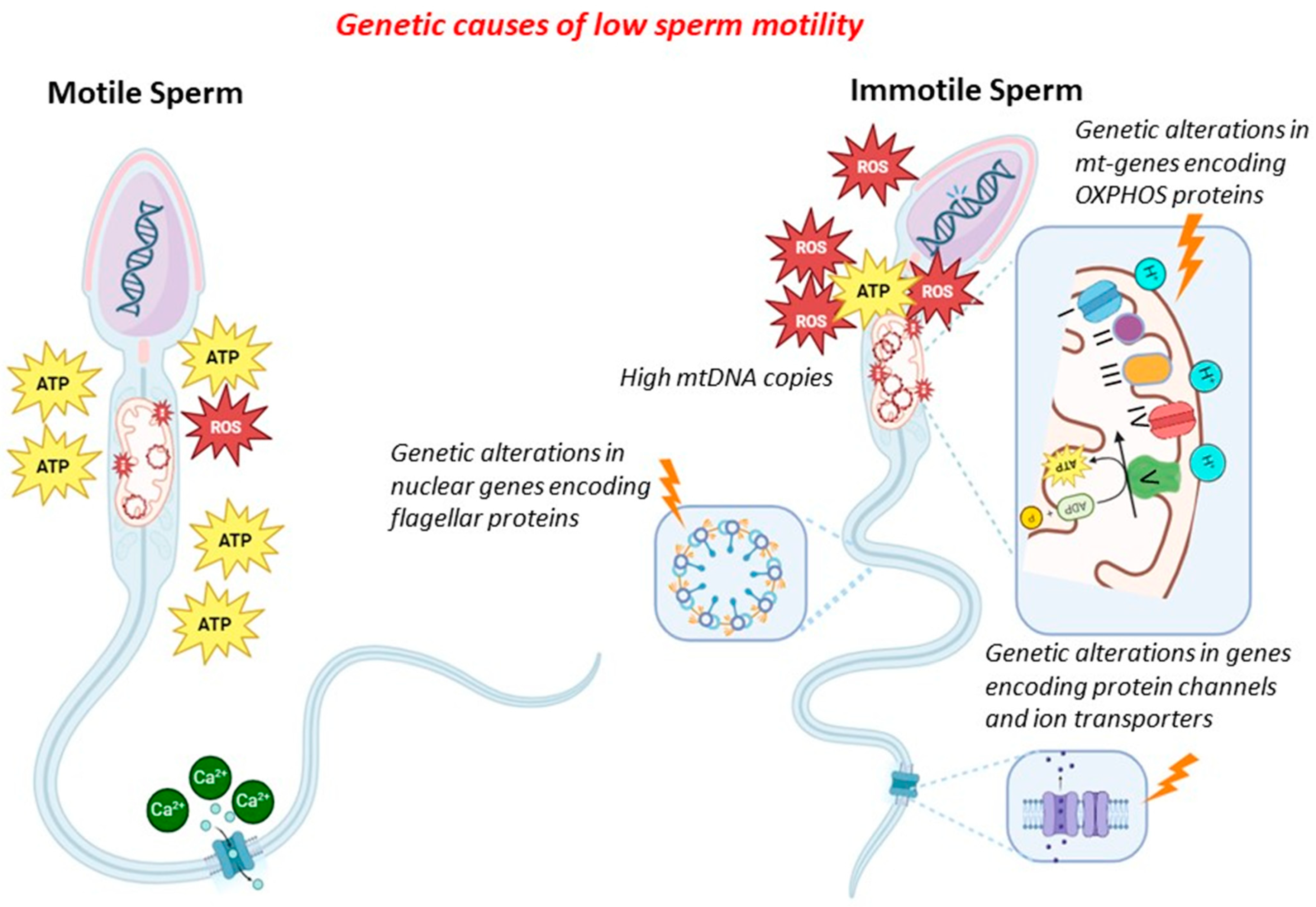 Genes 15 00600 g001 Genes 15 00600 g001