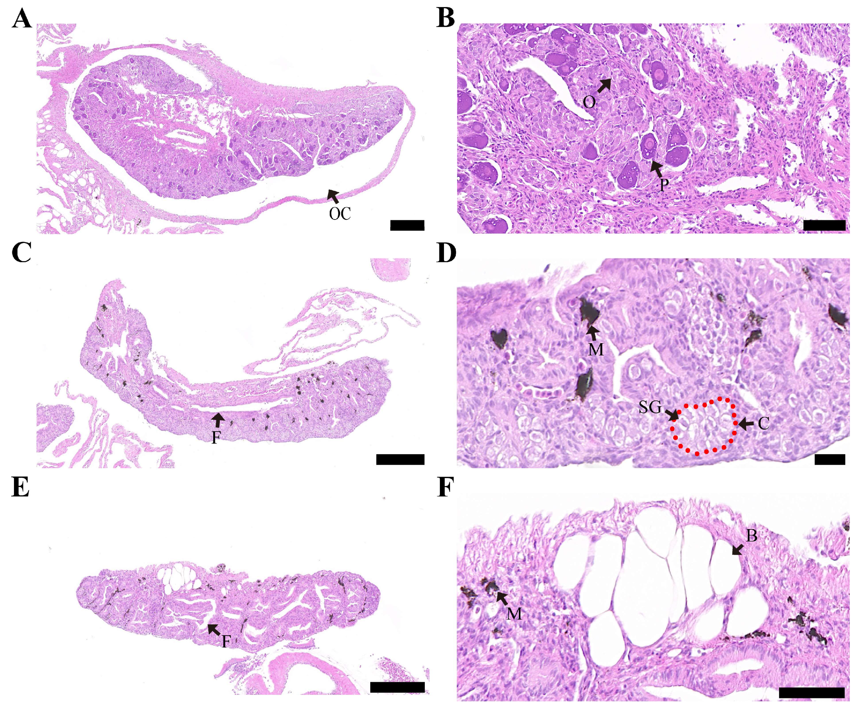 Genes 15 00605 g002 Genes 15 00605 g002