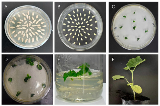 りな Cloning and Function Analysis of the CsTAU1 in Response to