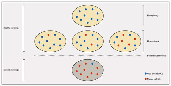 Mitochondrial DNA: Inherent Complexities Relevant to Genetic
