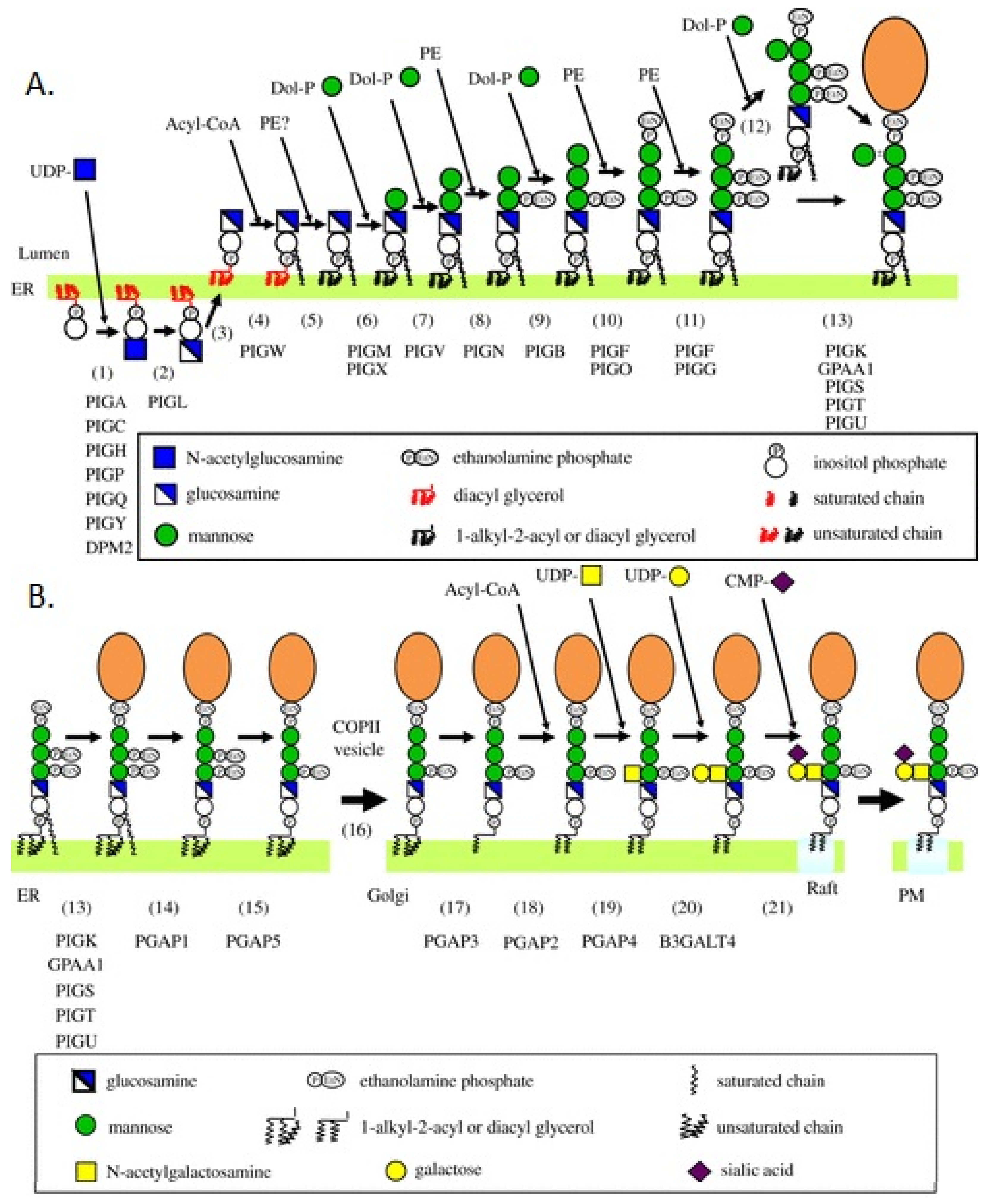 Genes 15 00619 g004 Genes 15 00619 g004