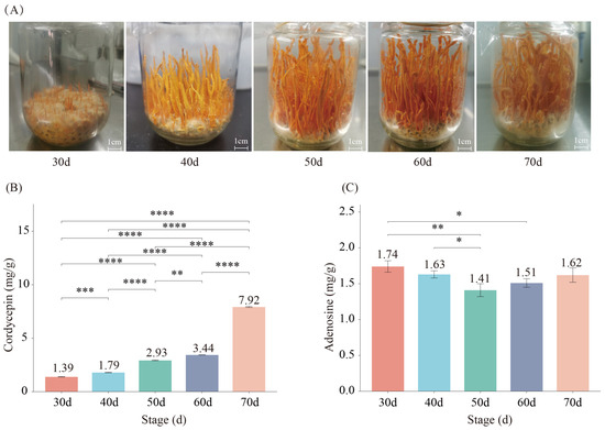 リピート Genomic and Transcriptome Analysis Reveals the Biosynthesis