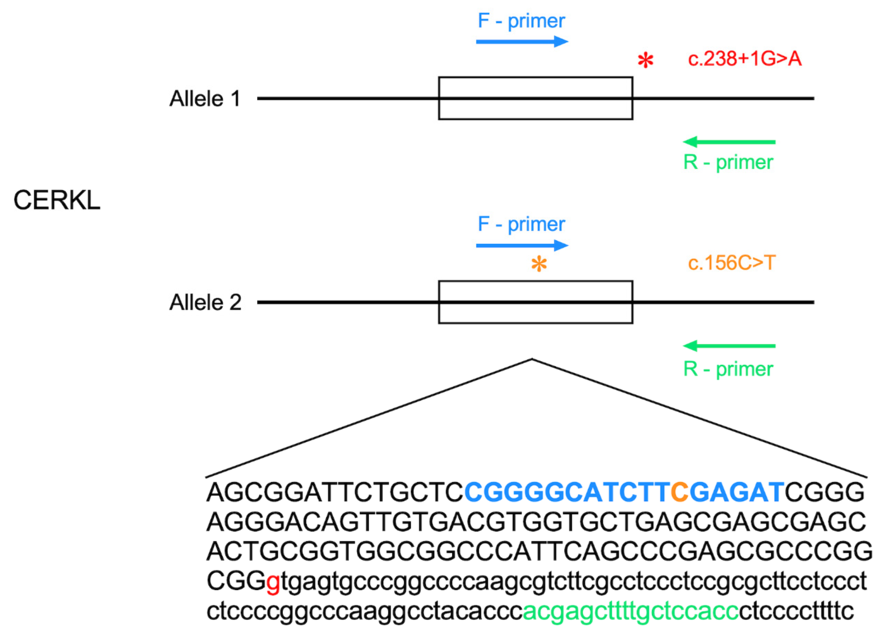 Genes 15 00646 g004