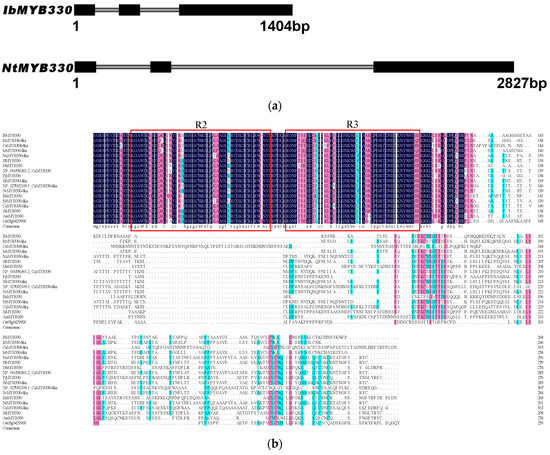 A Sweet Potato MYB Transcription Factor IbMYB330 Enhances