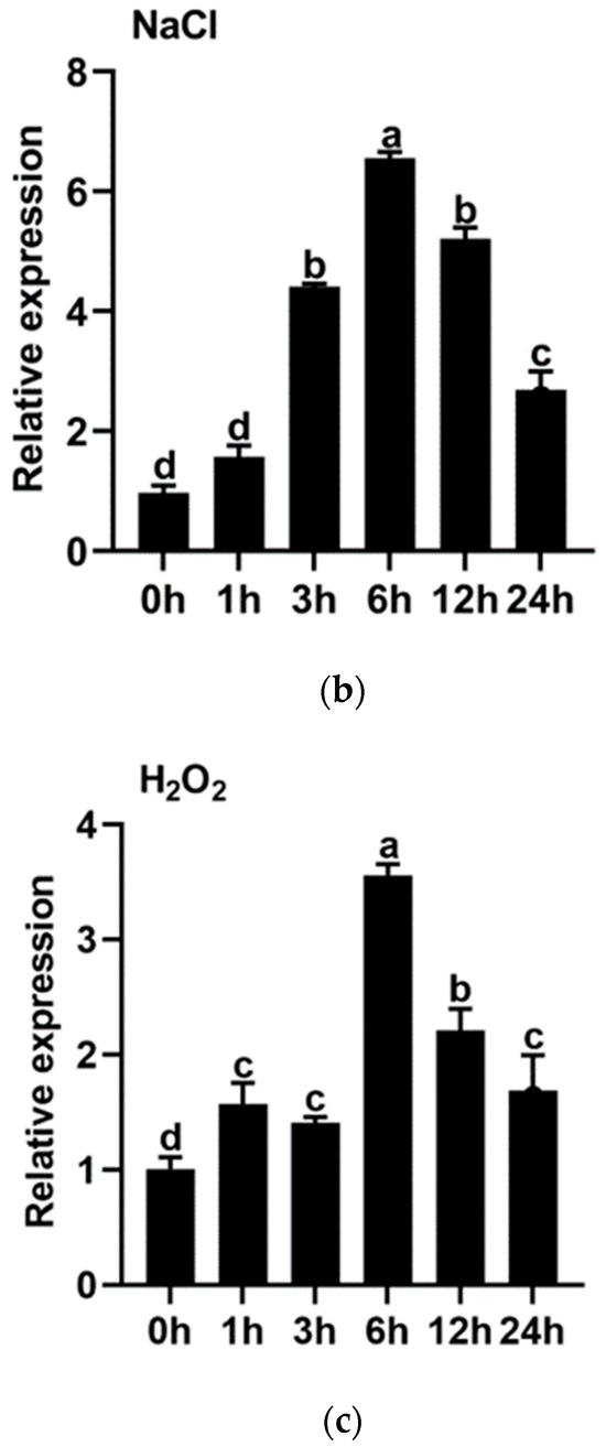 A Sweet Potato MYB Transcription Factor IbMYB330 Enhances Tolerance to ...